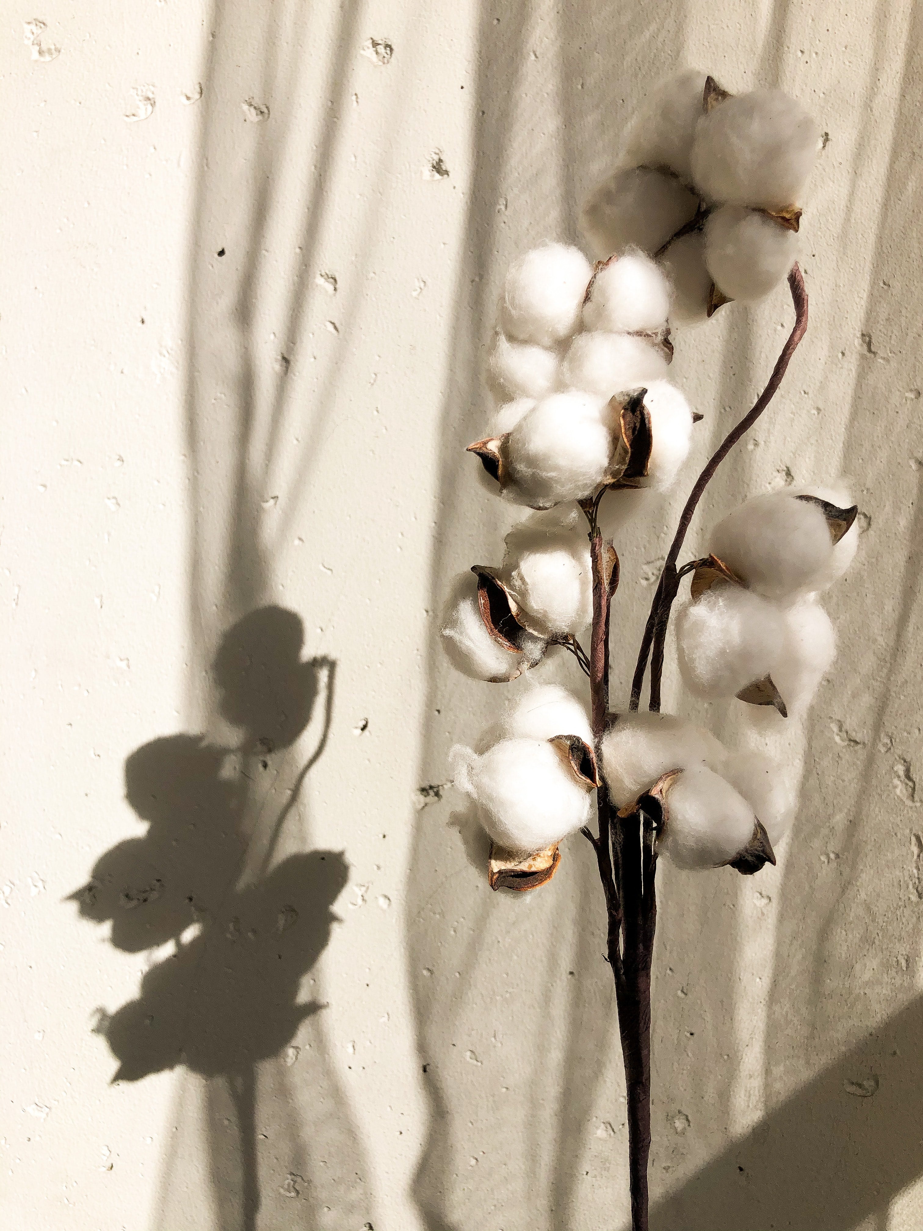 Cotton